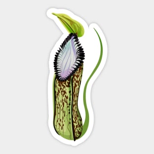 Botany Carnivorous Plant Pitcher Plant Nepenthes Hamata Sticker